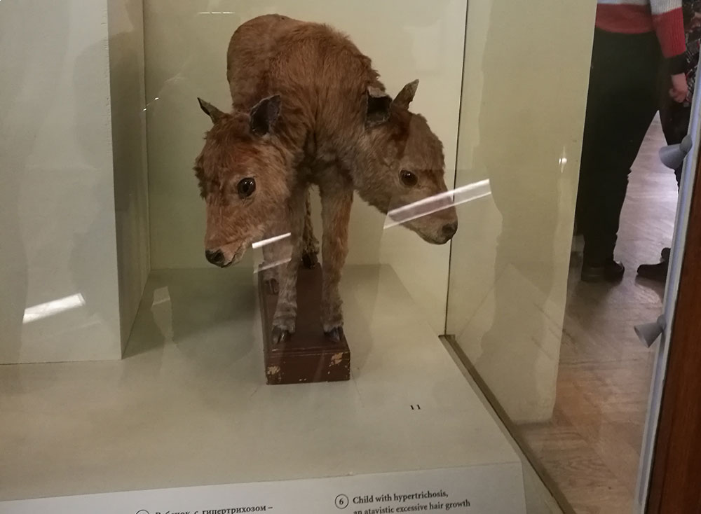 Кунсткамера в питере фото kunstkamera museum com Обзорная экскурсия по городу с посещением Кунсткамеры в Санкт-Петербурге