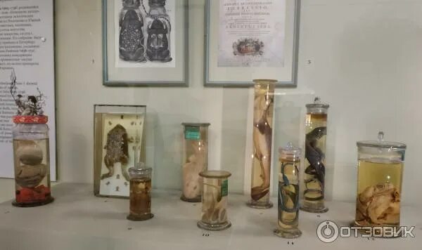 Кунсткамера в питере фото зубочисток Отзыв о Музей антропологии и этнографии им. Петра Великого "Кунсткамера" РАН (Ро