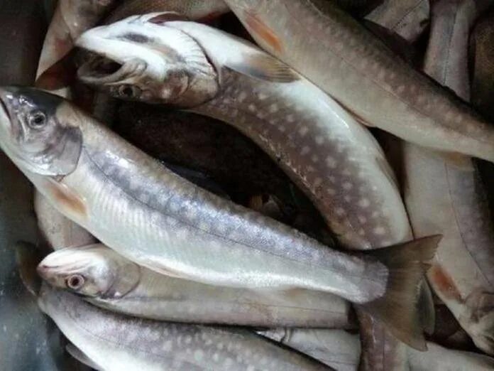Кунжа что за рыба фото цена Морская рыба Кунджа и Пеленгас. - купить в Комсомольске-на-Амуре, цена 150 руб.,