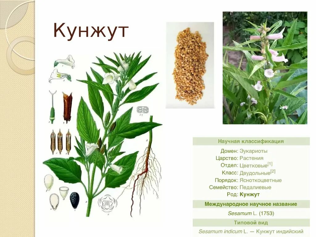 Кунжут 2г 8 й микрорайон фото Растения из которых получают масло - CoffeePapa.ru