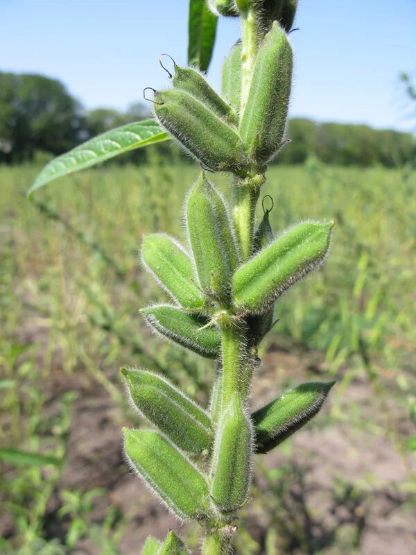 Кунжут как растет и выглядит растение Sesamum indicum - Image of an specimen - Plantarium