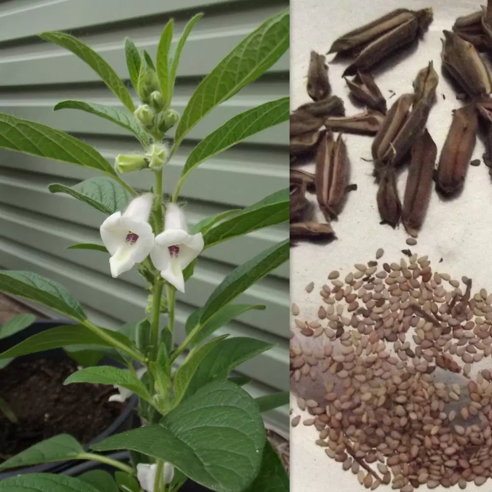 Кунжут как растет и выглядит растение Sesame Indicum White Sesame Seeds Fair Dinkum Seeds Засухоустойчивые растения, Ц