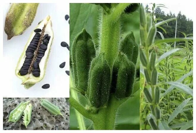 Кунжут как растет и выглядит растение Черный кунжут (лат. Sesamum radiatum) семена 350шт - купить в интернет-магазине 