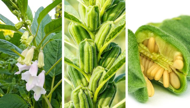 Кунжут как растет растение фото выглядит 16 известных продуктов, которые растут совсем не так, как мы себе представляли G