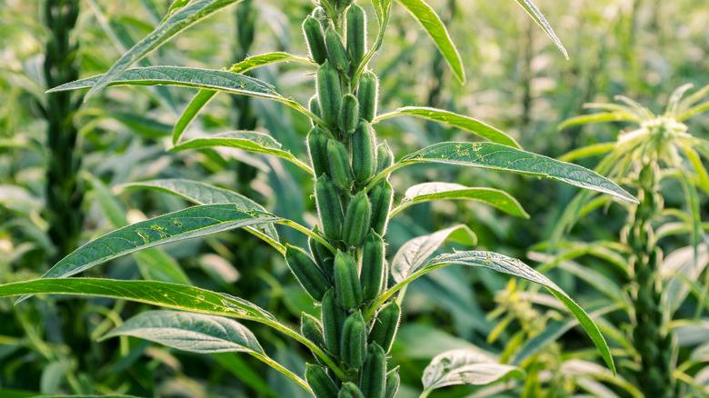 Кунжут как растет растение фото выглядит How To Grow A Sesame Seed Plant Of Your Very Own