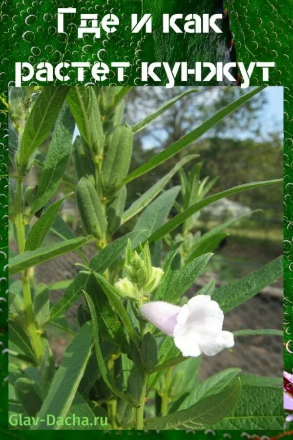 Кунжут как растет растение фото выглядит как растет кунжут Засухоустойчивые растения, Растения, Выращивание растений