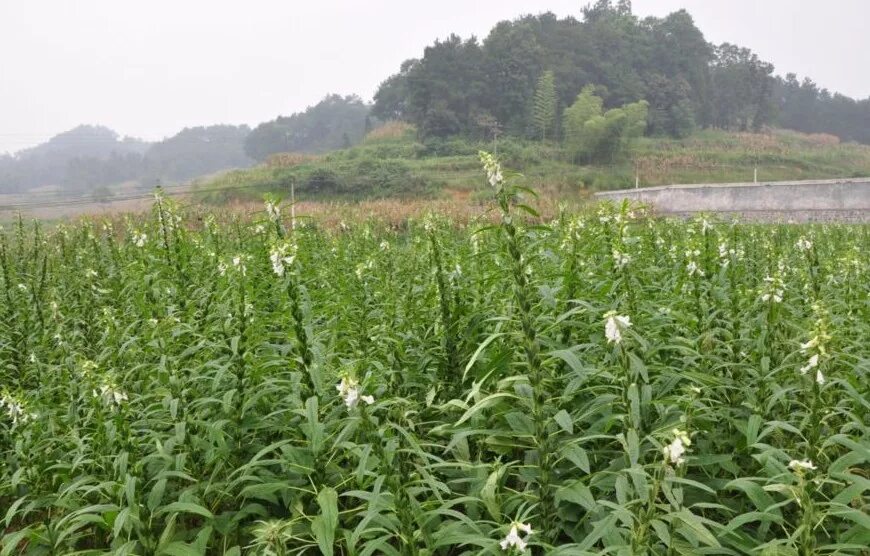 Кунжут как растет растение фото выглядит Black sesame seed BELL Garden Company,Wholesale Plant seeds,Alive roots,Medicina