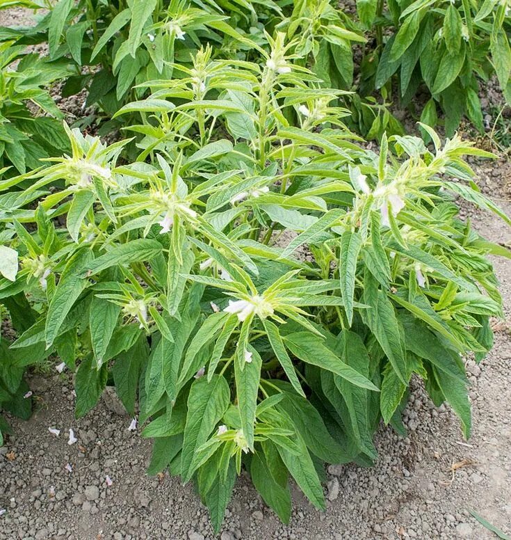 Кунжут растение как выглядит фото How to Grow Sesame Plants, Organic vegetable garden, Planting succulents