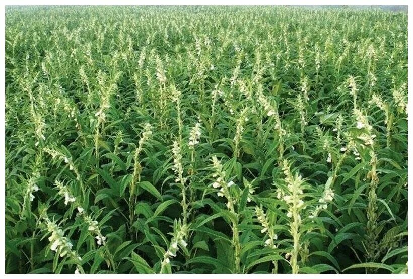 Кунжут растение как выглядит фото Белый кунжут (лат. Sesamum indicum) семена 250шт - купить в интернет-магазине по