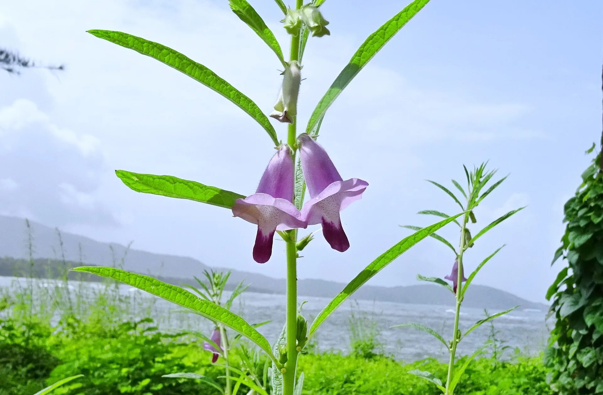 Кунжут растение как выглядит фото Free Images : meadow, flower, purple, wild, botany, flora, wildflower, india, se