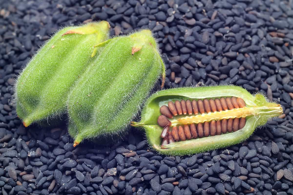 Кунжут семена фото растения How to Grow Sesame Plant in Your Garden and Harvest the Seeds Seeds, Sesame, Pla