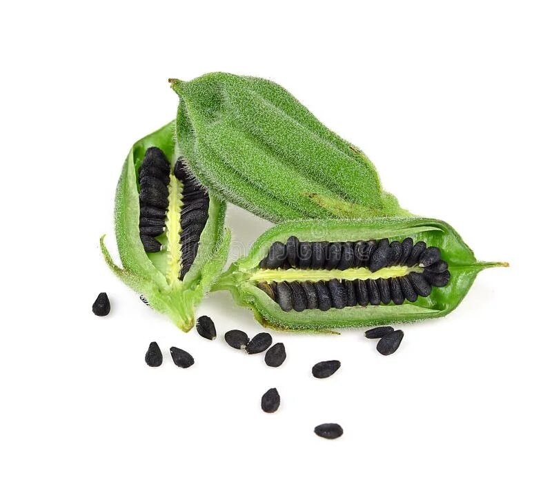 Кунжут семена фото растения Black Sesame Seeds Isolated on White Background. Stock Photo - Image of condimen