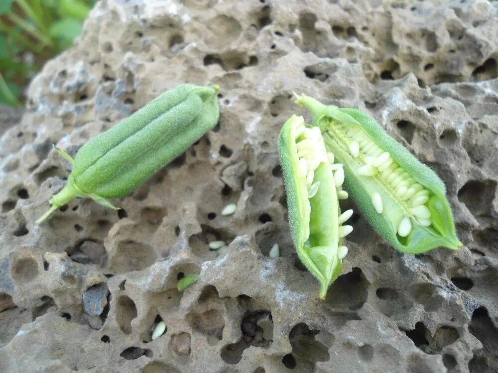 Кунжут семена фото растения кунжут Growing food, Italian sesame seed cookies, Growing pineapple