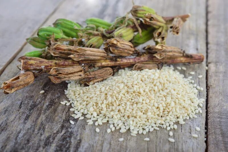 Кунжут семена какого растения фото White Sesame Seed and Sesame Pods with Stem on Wooden Table Stock Photo - Image 