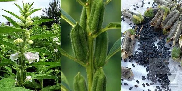 Кунжут семена какого растения фото и названия Листья кунжута CoffMachines.ru