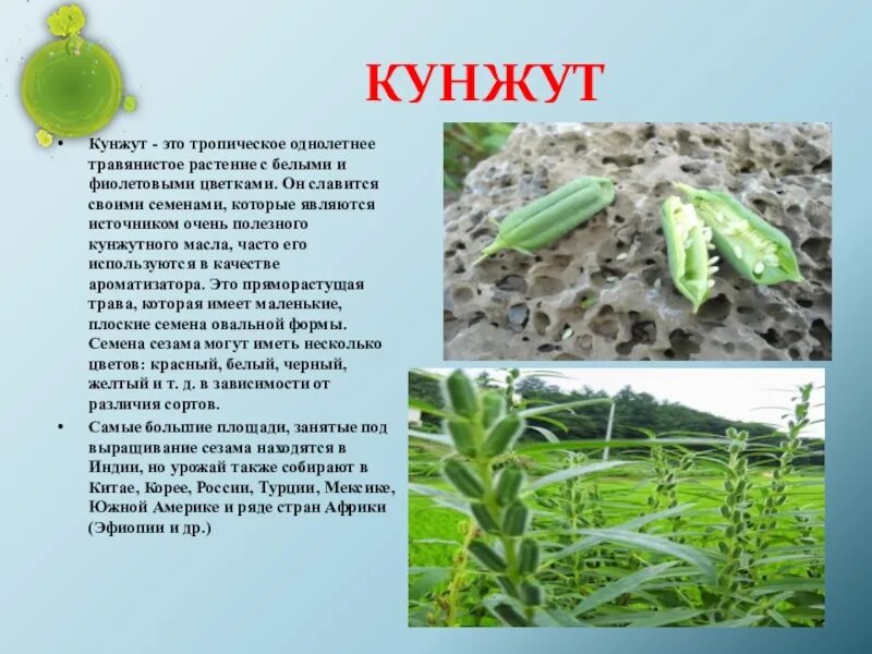 Кунжут семена какого растения фото и названия Семена кобеи как выглядят семена - Арт Минск.ру