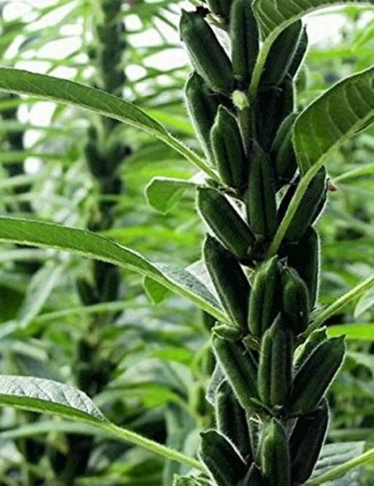 Кунжут семена какого растения фото и названия Black Sesame Seeds - Easy to Grow Annual Flowers