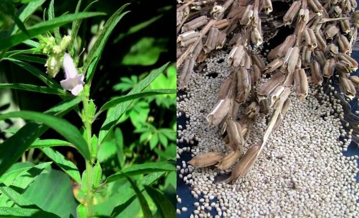 Кунжут семена какого растения фото и названия WHITE Sesame Plant seeds -Easy to Grow.(Organic ,Fresh Untreated seeds) Can stor