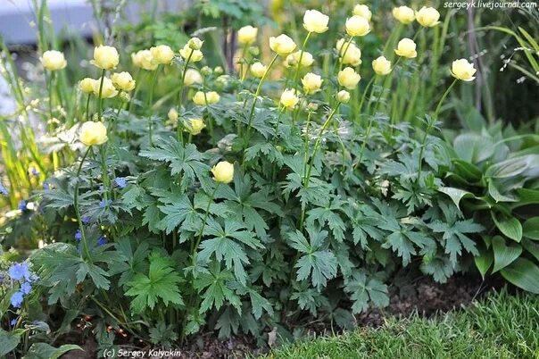 Купальница посадка и уход фото 140) Купальница гибридная Чеддер Trollius cultorum Cheddar АКЦИЯ! Цена: 300 руб 