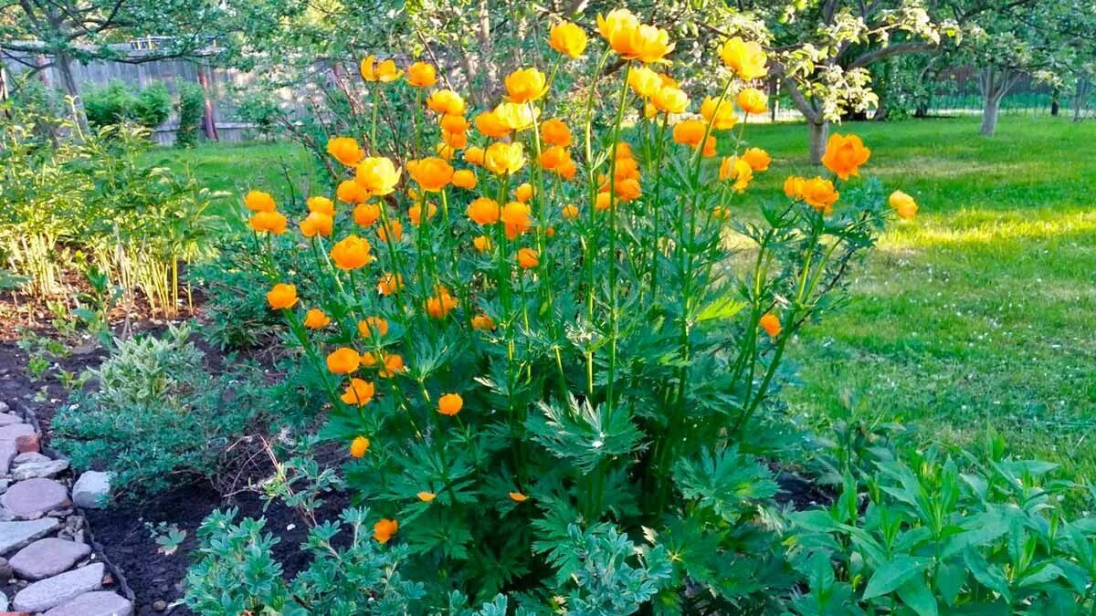Купальница посадка и уход фото Купальница Plants, Garden, Discus