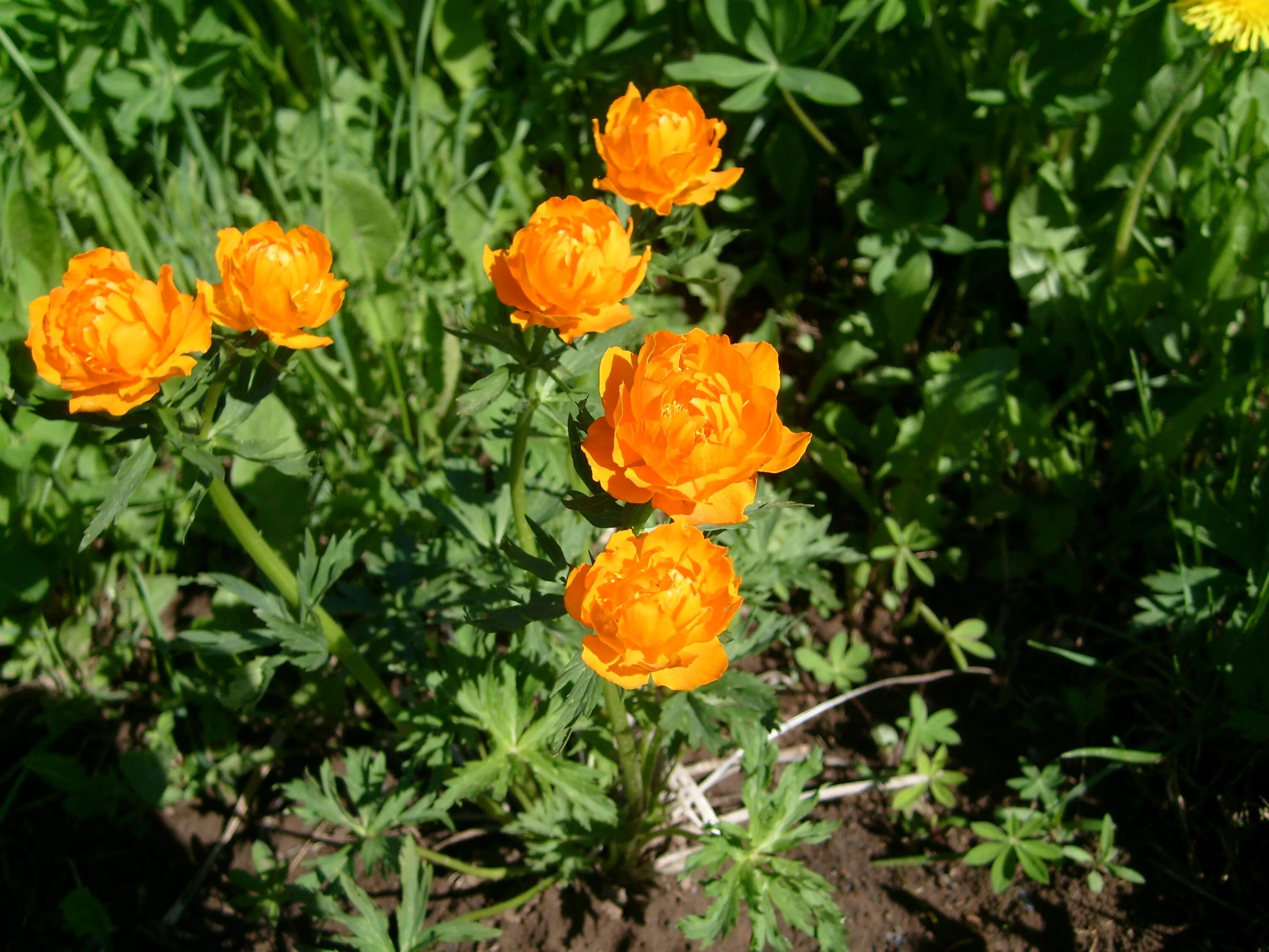 Купальница посадка и уход фото File:Купальница азиатская.JPG - Wikimedia Commons