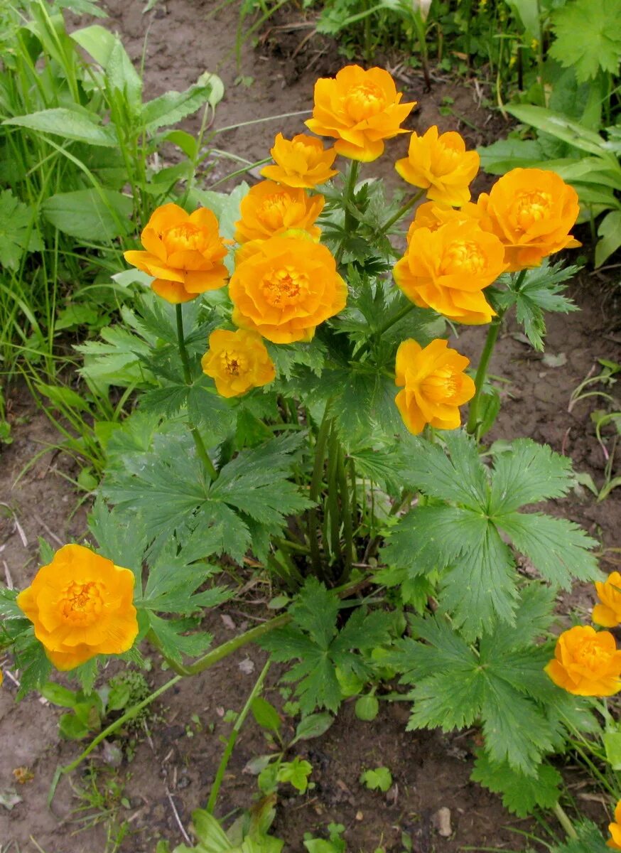 Купальница посадка и уход фото Trollius kolonok - Изображение особи - Плантариум