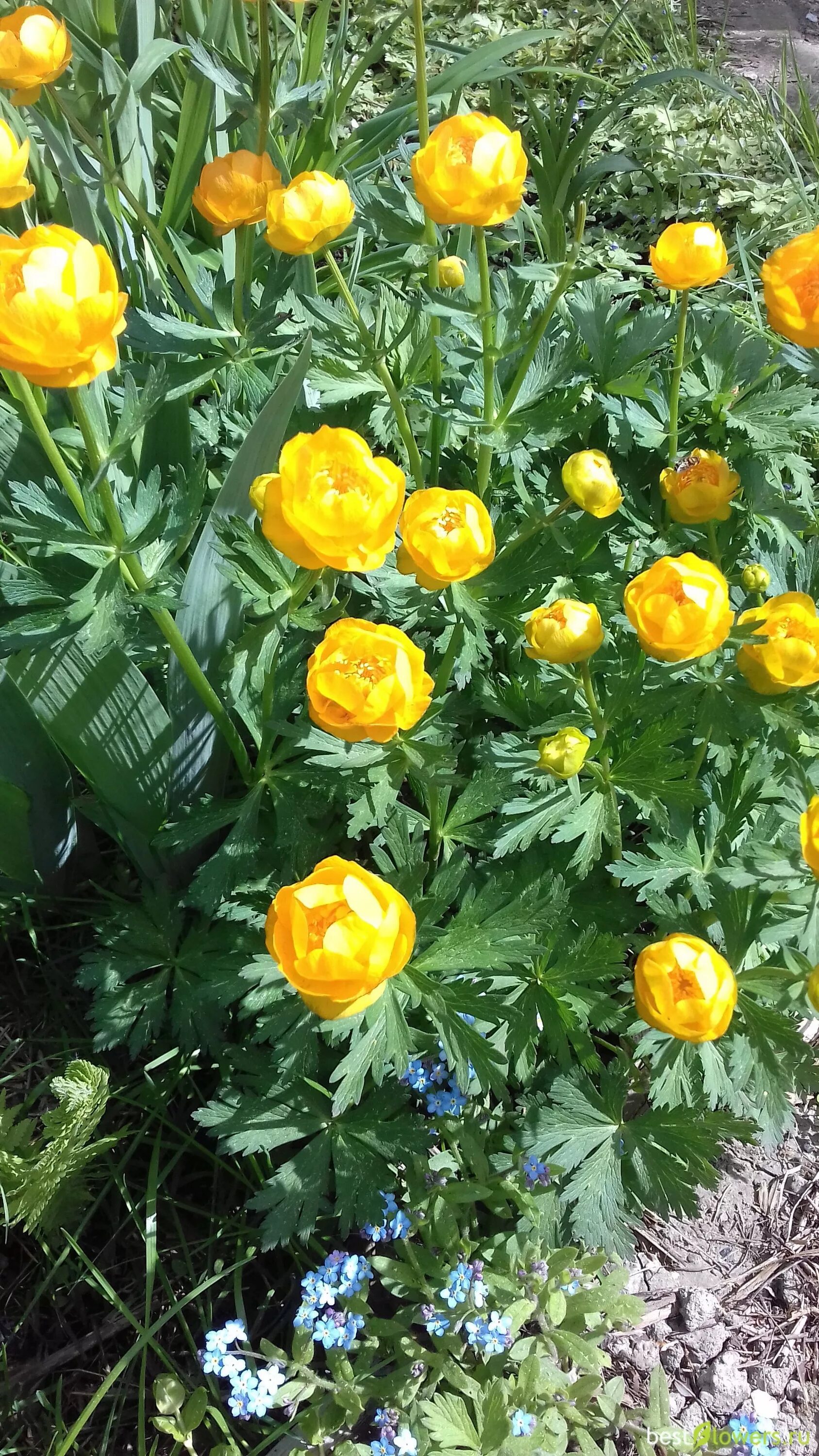 Купальница посадка и уход фото Купальница