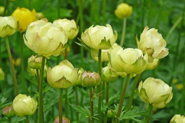 Купальница посадка и уход фото Саженец Купальница культурная Лемон Квин / Закрытая (ЗКС) / 10-15 см - купить с 
