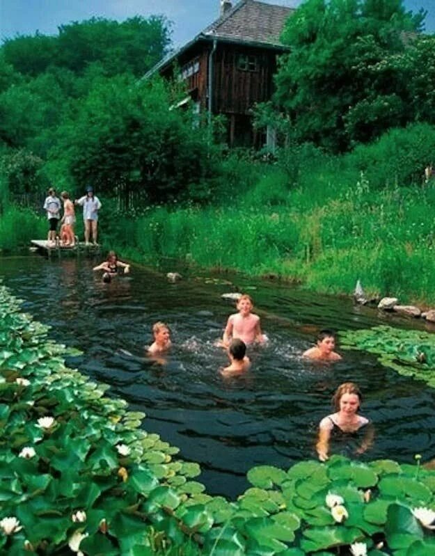 Купание на даче фото Pin on Water pond plants