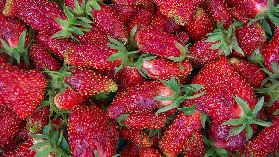 Купчиха клубника купить фото отзывы Сорт клубники "Купчиха", полученный в результате скрещивания с земляникой