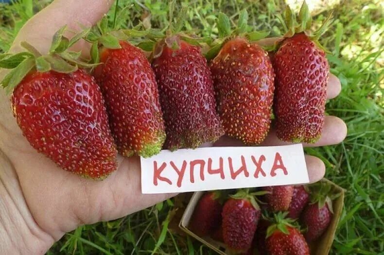 Купчиха клубника купить фото отзывы Купить Земляника (клубника) "Купчиха" в Арзамасе "Лэндмастер52". Товары и услуги