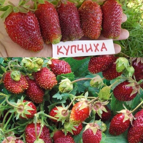 Купчиха клубника купить фото отзывы Клубника купчиха схема посадки