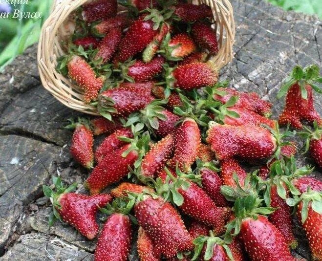 Купчиха клубника купить фото отзывы Земклуника Купчиха - купить в Краснодаре, цена 240 руб., продано 5 марта 2020 - 