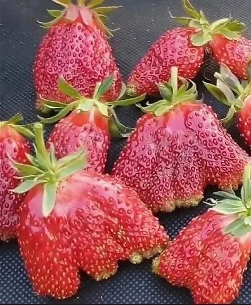 Купчиха клубника купить фото отзывы Seedlings of yielding varieties of strawberries Alba, Elsanta, Kuptchikha in cup