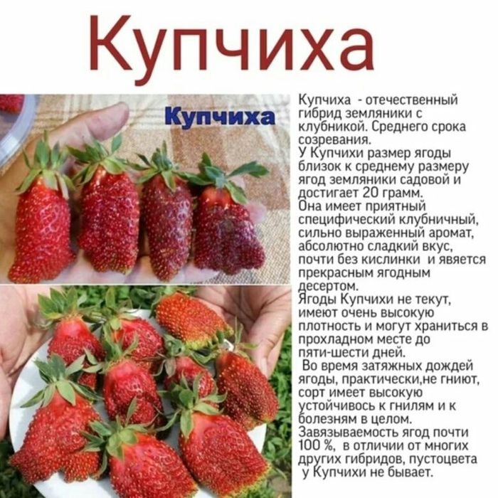 Купчиха клубника купить фото отзывы описание Саженцы клубники Купчиха.: 250 тг. - Сад / огород Караганда на Olx