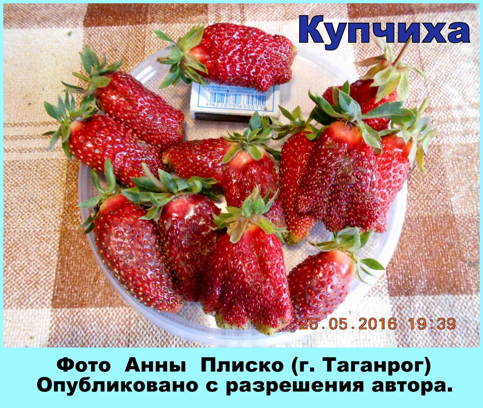 Купчиха клубника купить описание фото Клубника сорта Купчиха: Фотографии и описание Планета земля Фотогалерея природы 