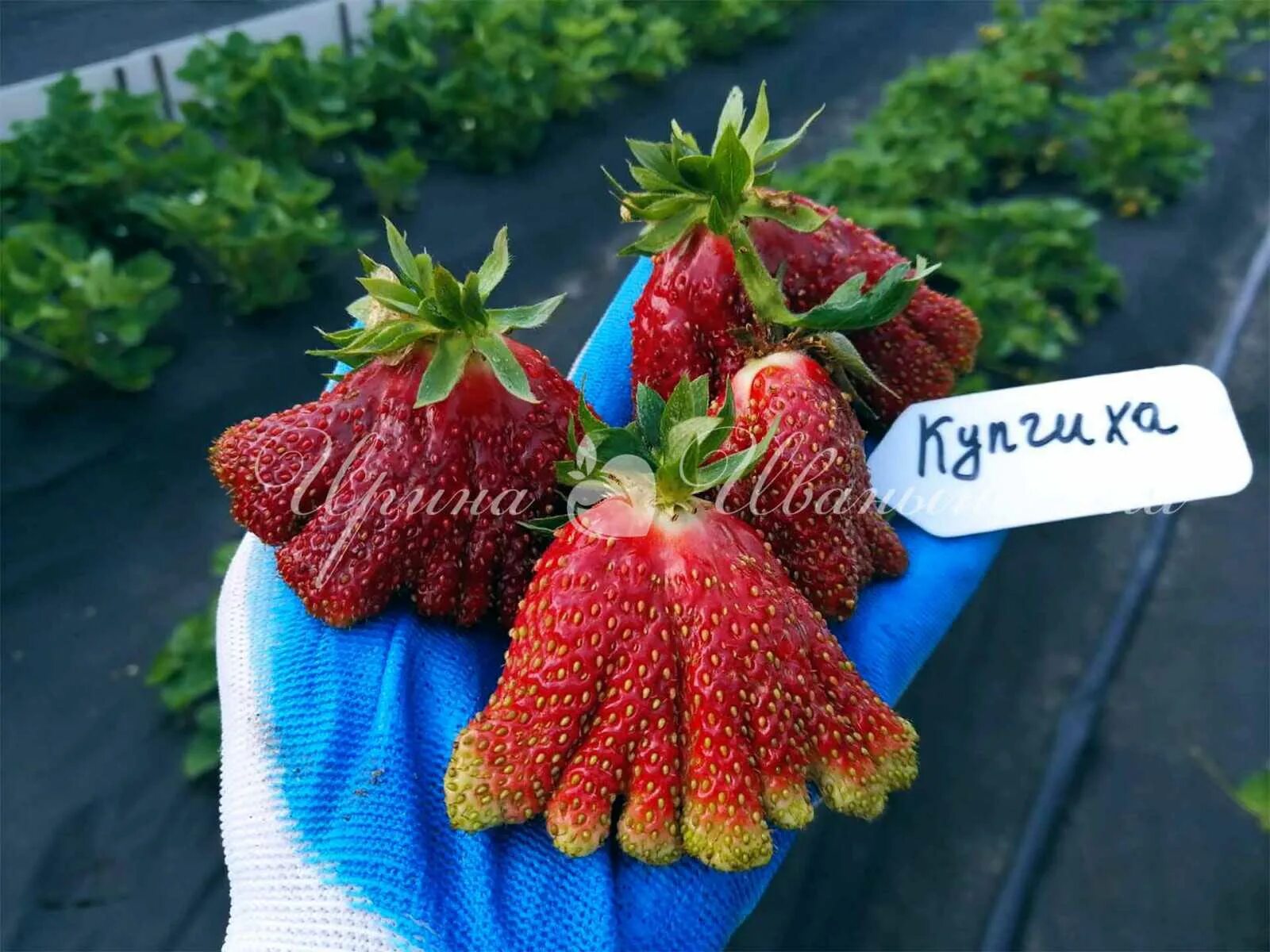Купчиха клубника купить описание фото Авито купчиха: найдено 90 картинок