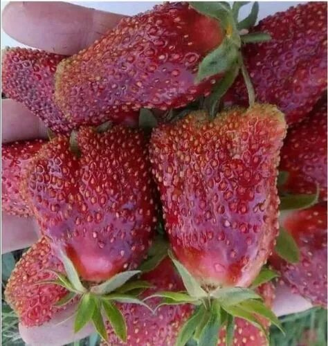 Купчиха клубника купить описание фото Земклуника Купчиха , цена 0.30 р. купить в Солигорске на Куфаре - Объявление № 2