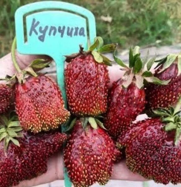 Купчиха клубника купить описание сорта фото Сорт клубники купчиха описание сорта фото отзывы: найдено 90 изображений