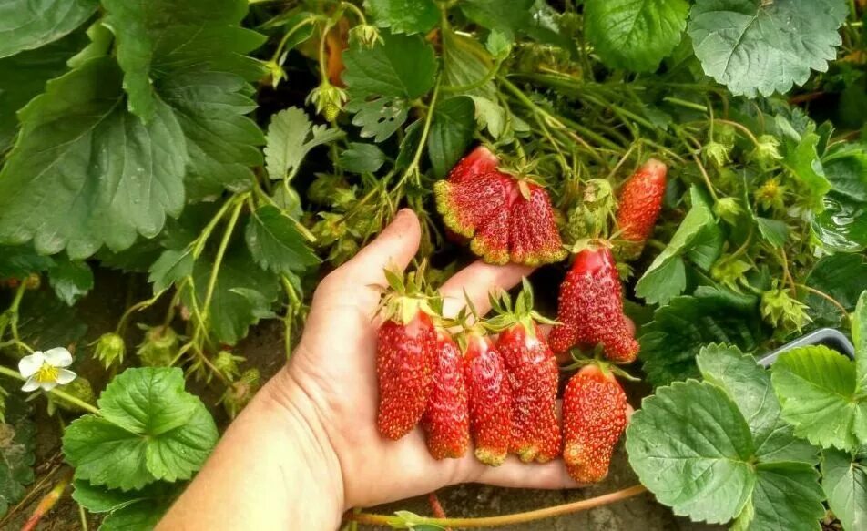 Купчиха клубника купить описание сорта фото Купить саженцы земклуника Купчиха в Беларуси из питомника
