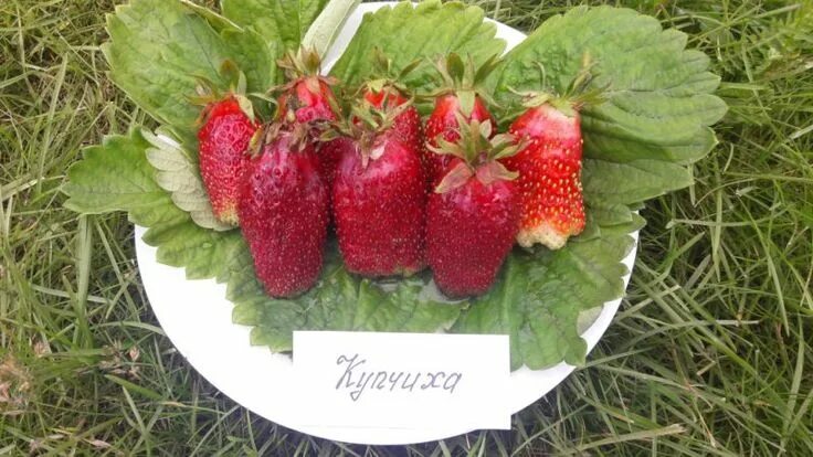 Купчиха клубника купить описание сорта фото Клубника Купчиха: описание сорта, посадка, размножение и уход Посадка, Клубника,