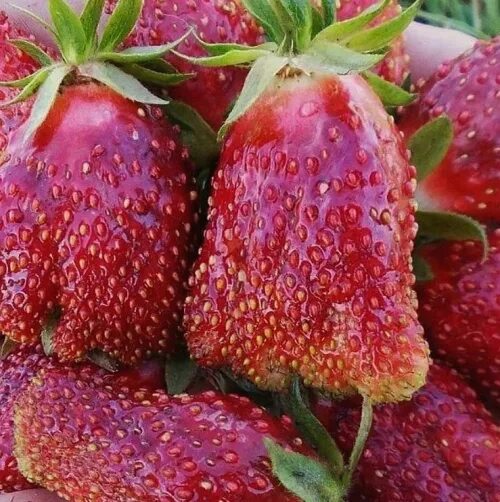 Купчиха клубника купить описание сорта фото Земклуника Купчиха купить недорого Ильинка - питомник плодово-декоративных культ