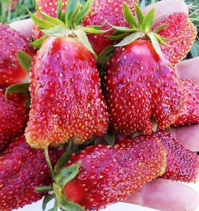 Купчиха клубника купить описание сорта фото Клубника Купчиха 5 штук - купить с доставкой по выгодным ценам в интернет-магази