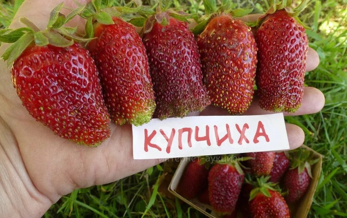 Купчиха клубника купить описание сорта фото земклуника Купчиха семена. - купить в Омске. Ягоды на интернет-аукционе Au.ru