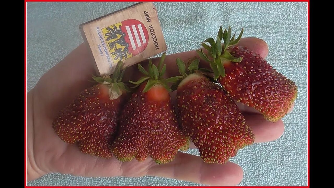 Купчиха клубника купить описание сорта фото КУПЧИХА - самый крупный сорт земклуники. - YouTube