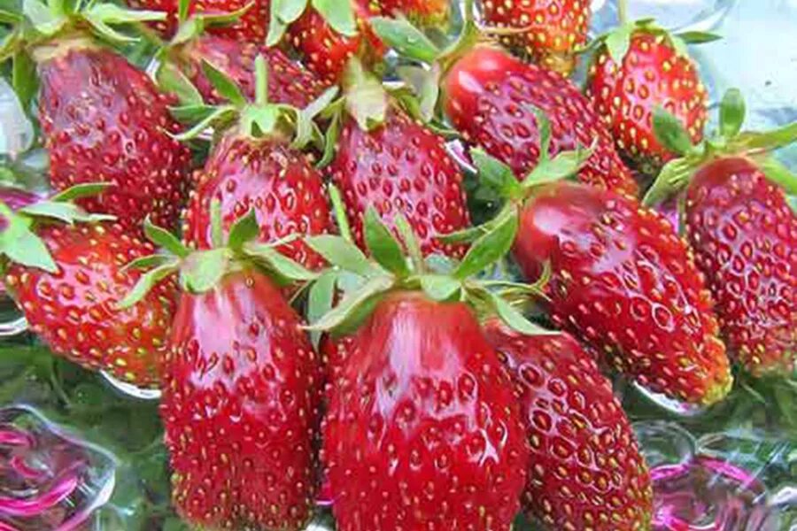 Купчиха клубника купить описание сорта фото Саженец Клубники земклуники "Купчиха"