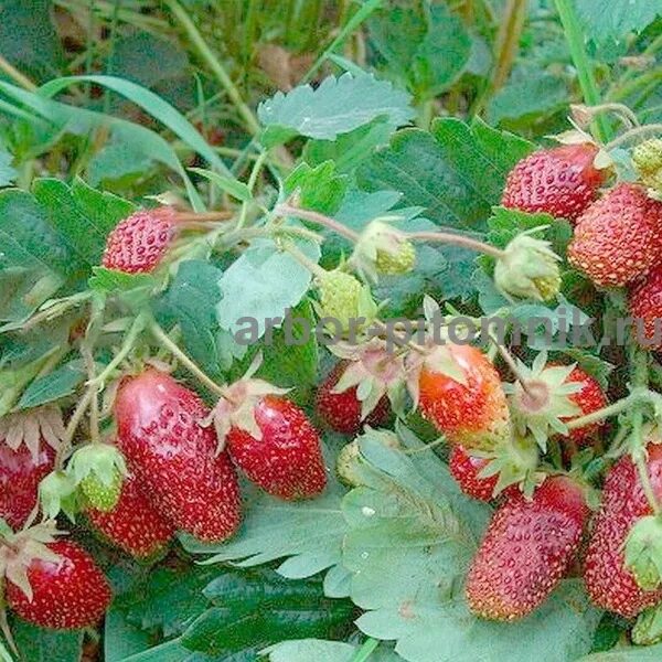 Купчиха клубника купить описание сорта фото Саженцы клубники Купчиха купить в Москве и Подмосковье недорого из питомника