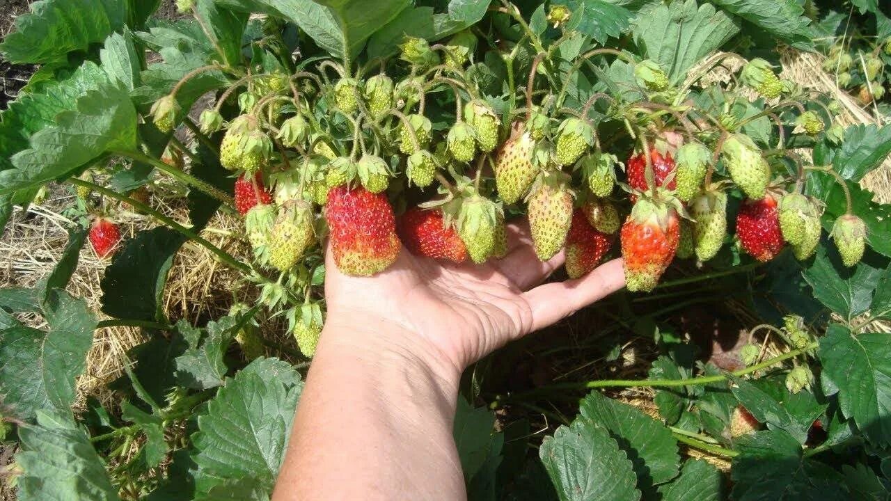 Купчиха клубника купить описание сорта фото отзывы Клубника Купчиха - купить в интернет-магазине Питомник растений "Виленский". Цен