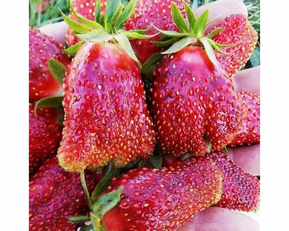 Купчиха клубника купить описание сорта фото отзывы Сорт клубники купчиха отзывы фото: найдено 88 картинок