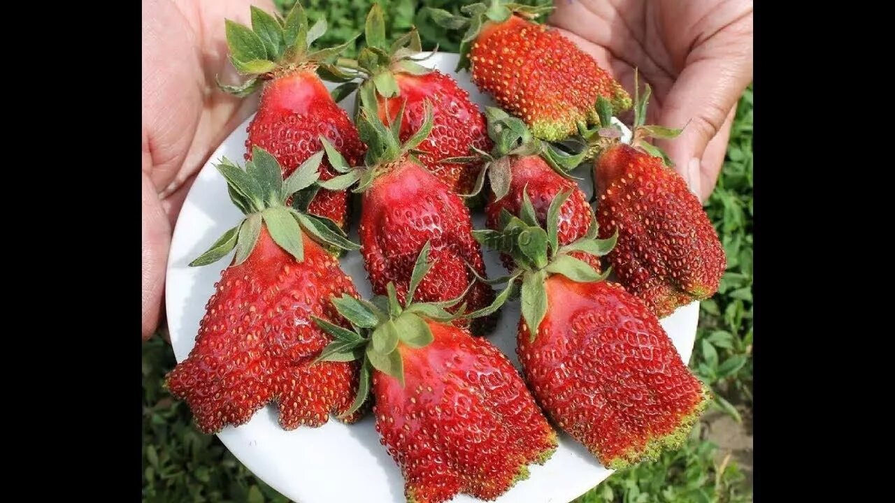 Купчиха клубника купить описание сорта фото отзывы Клубника: КУПЧИХА - высадка конец июня 2019г. - YouTube